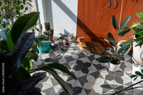 Two tabby cats gray and ginger rest and play between houseplants on a floor