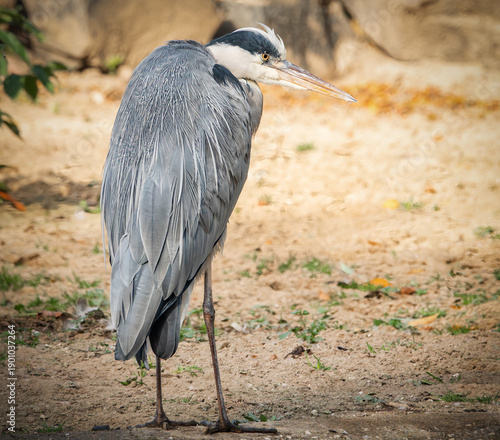 Graureiher am Seeufer
