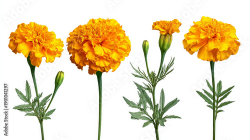 A collection of yellow marigold flowers set on a white backdrop. Top and side views of Tagetes erecta, Mexican, Aztec, and African marigolds
