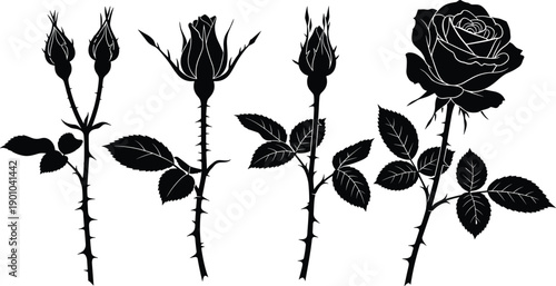 Black rose growth stages silhouette showing buds thorny stems leaves and blooming flower botanical illustration isolated on white background elegant floral design concept