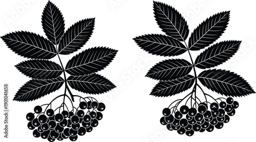 Black Silhouette Vector Illustration of Rowan Berry Clusters and Serrated Leaves Isolated on White Background for Autumn Nature Design Projects and Botanical Seasonal Graphics