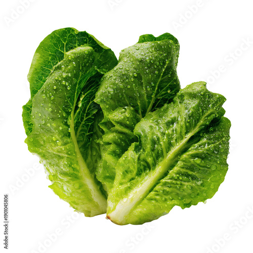 Wallpaper Mural Isolated Transparent Png Of Romaine Lettuce Torontodigital.ca