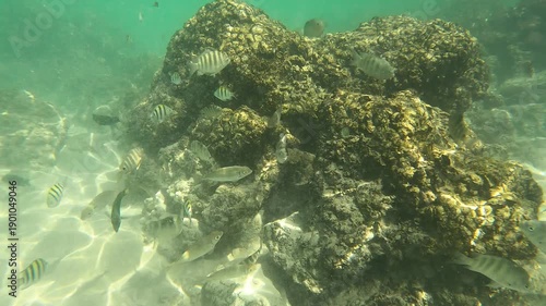 A school of fish swimming in the ocean. 