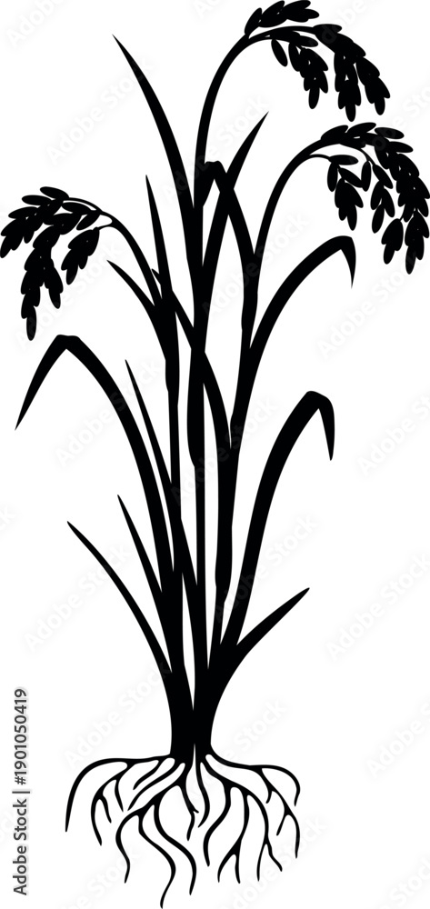 Fototapeta premium Black silhouette of mature rice plant (Oryza sativa) with root system isolated on white background