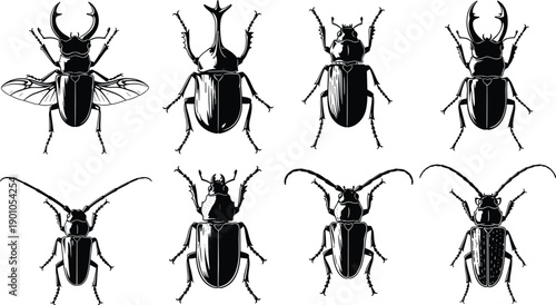 Beetle insect illustration collection featuring detailed black entomology specimens isolated on white background vector natural science design set