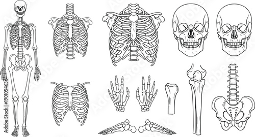 Human skeleton anatomy illustration collection featuring skull ribs spine and bones isolated on white background vector medical education design set