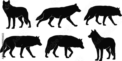 Wolf silhouette collection featuring walking standing and stalking wild canine poses isolated on white background vector wildlife animal illustration set