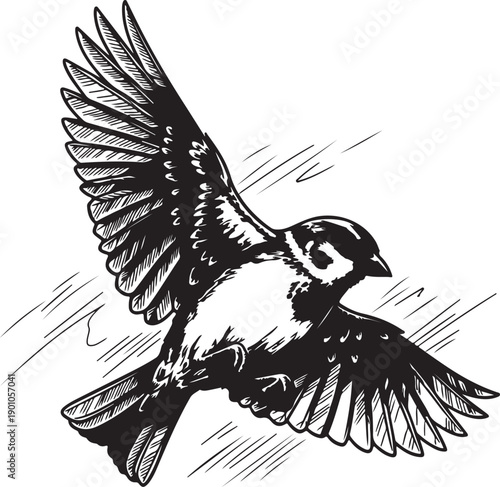 A small house sparrow soars gracefully with its wings fully extended in flight, captured in a detailed black and white engraving style, symbolizing freedom.

