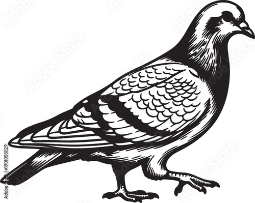 A classic black and white illustration portrays a common pigeon walking casually in a side profile, featuring its typical posture and feathered detail.
