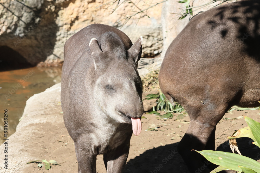 Fototapeta premium アメリカバク