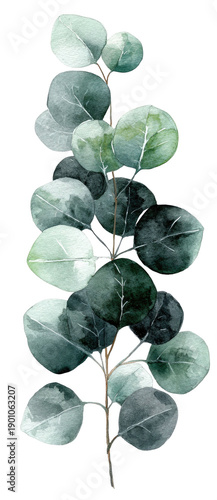 Watercolor illustration of a eucalyptus stem with round leaves in shades of green on black