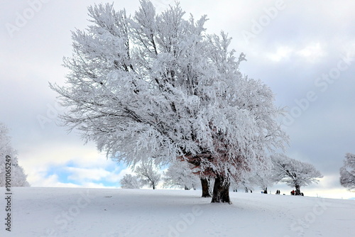 Idyllische Winterlandschaft auf dem Schauinsland bei Freiburg