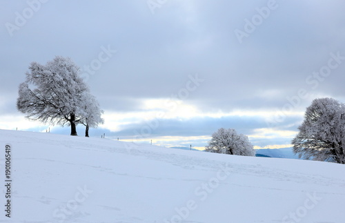 Idyllische Winterlandschaft auf dem Schauinsland bei Freiburg