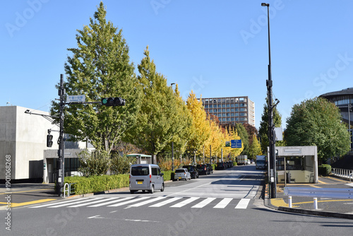 Line of gingko trees at Sendagaya, Shibuya Ward, Tokyo, Japan