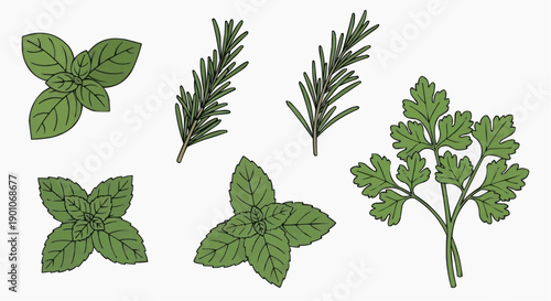 Illustration of various green herbs including basil, rosemary, and parsley displayed from a top view