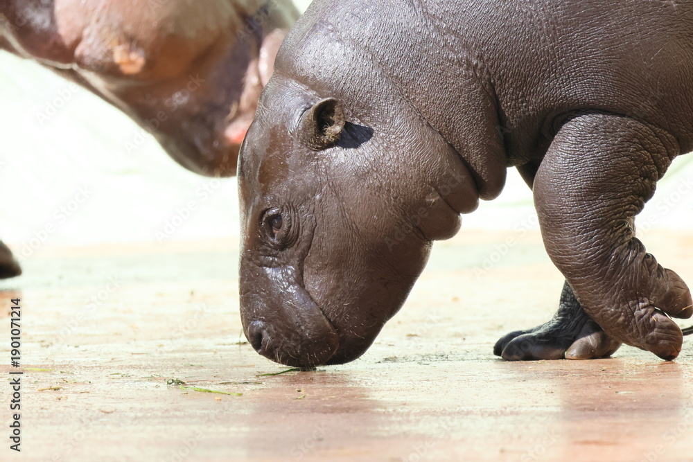 Fototapeta premium コビトカバ