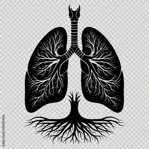 Anatomical illustration of human lungs with trachea and bronchi