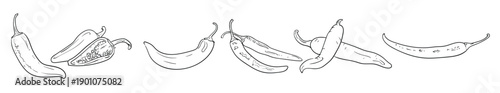 green hot pepper outlines vector