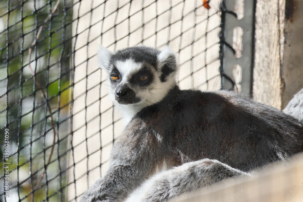 Fototapeta premium ワオキツネザル