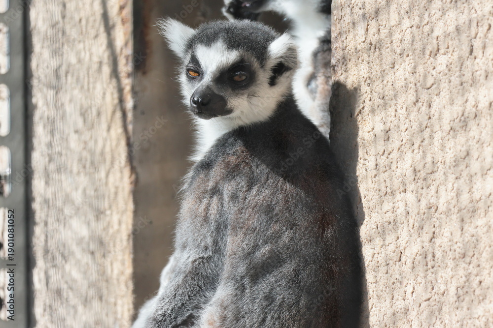 Fototapeta premium ワオキツネザル