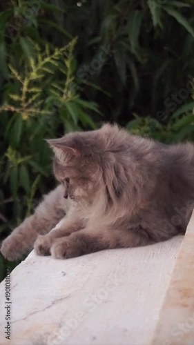 A relaxed domestic cat spending time indoors at home. Captured from a frontal perspective with a simple wall and soft tree scenery behind the cat