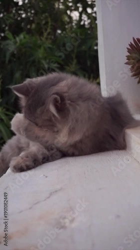 A calm and adorable cat resting comfortably inside a home. Filmed from the front with a clean wall and soft trees visible in the background, showing a peaceful indoor moment