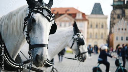 Beautiful Pair Of Horses Ready For A Tourist Ride On A Square In Prague