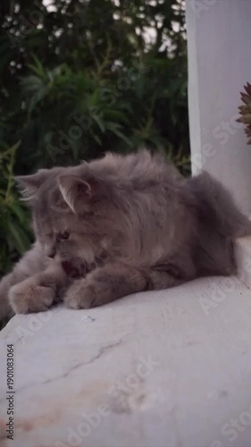 A cute domestic cat resting calmly inside a home environment. Captured from the front view with a plain wall and soft tree elements visible in the background, creating a quiet and natural indoor scene