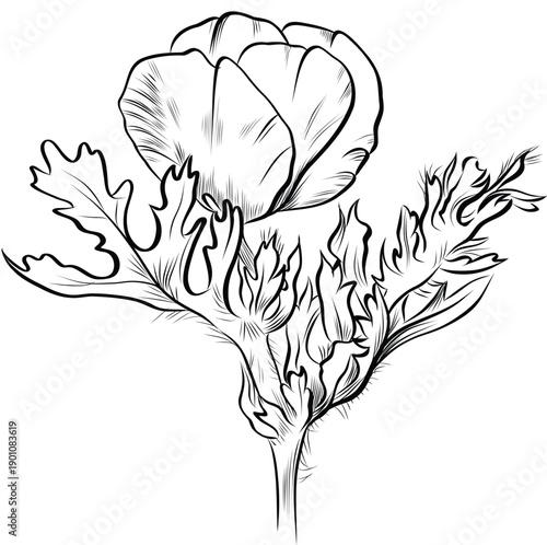 Poppy flower botanical hand drawn illustration vector