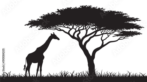 Giraffe silhouette under acacia tree in dark monochrome with natural scenery for wildlife conservation