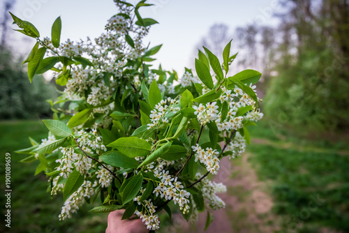 Selective focus photo. Bird cherry tree , Prunus padus blooming.