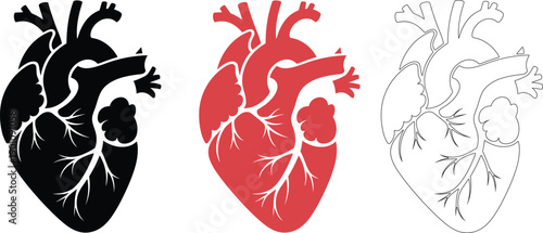 Human Heart Anatomy Illustration Set, Medical and Anatomical Vector. Anatomical Heart Silhouettes Collection, Medical Diagram Style.