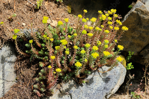 Canvastavla Scharfe Mauerpfeffer (Sedum acre) Pflanze mit gelben Blüten