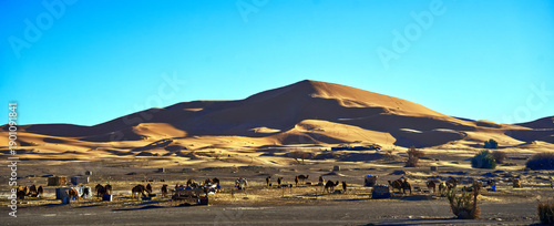 Camels pasturing near erg chebi sand dunes in morocco