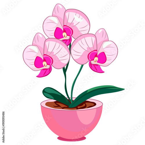 indoor plant pink flower in a pink pot