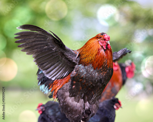 Photos Magnificent rooster with vibrant orange and black feathers, wings slightly spread, standing proudly in a bokeh-filled green outdoor setting with other chickens