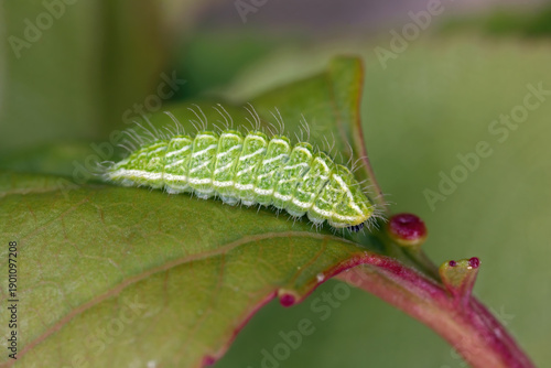 Photography Caterpillar of brown hairstreak (Thecla betulae) feeding on apricot leaves in an orchard