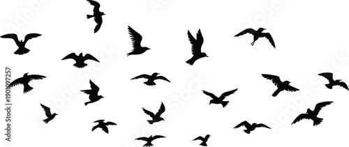 Black silhouettes of birds flying on white background flying birds