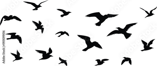 Black silhouettes of multiple birds flying on white background flying birds avian
