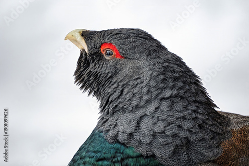 Obraz na plátně A had of male capercaillie, close-up portrait.