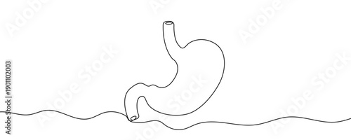 Stomach in line art style. Minimalist drawing of a human organ made in a continuous line. Vector illustration.