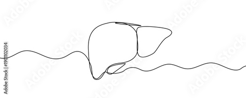 Liver in line art style. Minimalist drawing of a human organ made in a single continuous line. Vector illustration.