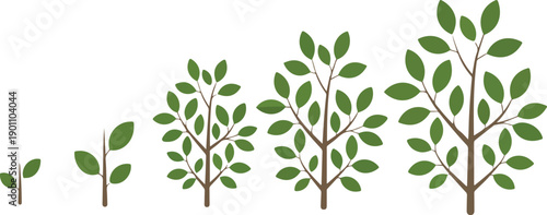 Green Tree Growth Stages  Plant Development Life Cycle Vector Illustration