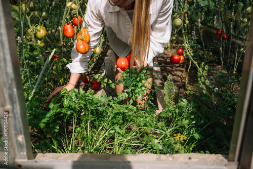 Принти на полотні Gardener harvesting fresh tomatoes and herbs in a bright greenhouse at midday
