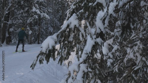 Snow-covered trees in a quiet forest during winter afternoon