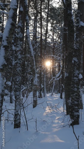 Sunlight filters through trees in a snowy forest during winter