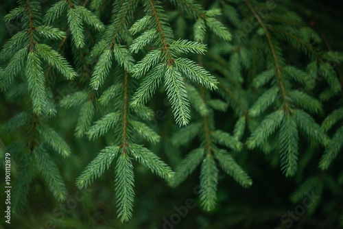 Green spruce branches close up. Evergreen conifer tree with fresh needles, natural forest background, christmas and winter nature concept, eco and freshness.