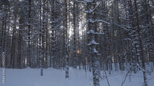 Winter landscape in forest with snow-covered trees and sunlight