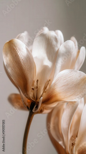 Soft Petals' Embrace: Capturing the intricate details of a delicate flower with soft, warm lighting that highlights its intricate details, creating a feeling of gentle beauty.