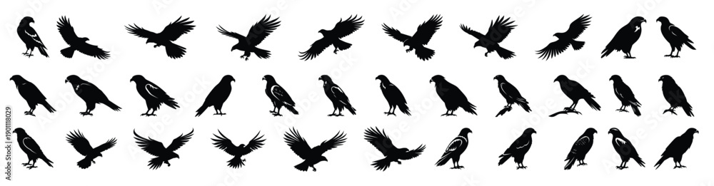 Obraz premium hawk silhouette clipart bundle